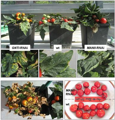 Complex N-Glycans Are Important for Normal Fruit Ripening and Seed Development in Tomato
